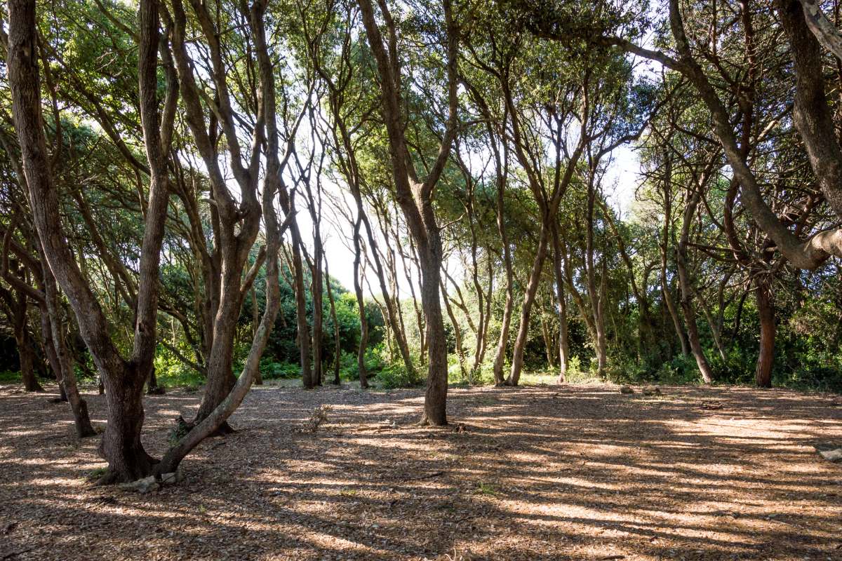 Baia dei Turchi: la spiaggia di Otranto nel cuore del Salento 7 baia dei turchi salento