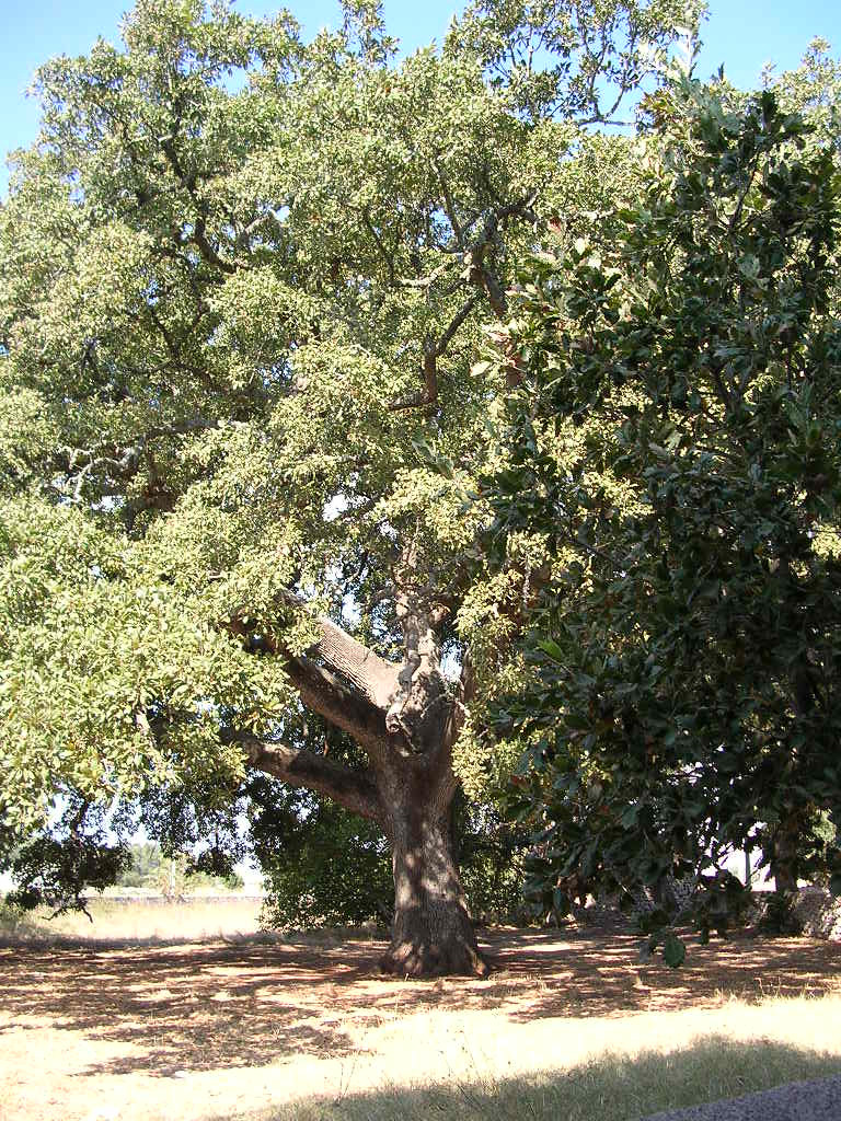 Quercia Vallonea Tricase 2 Vallonea tricase