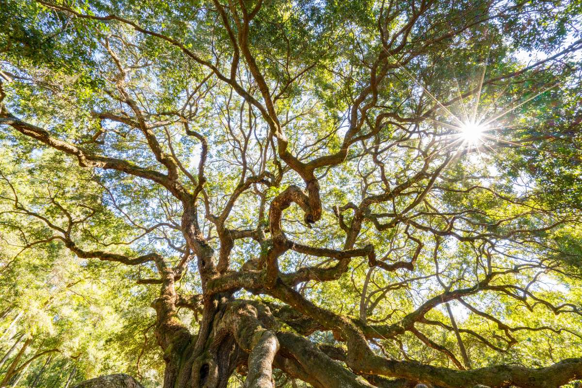 Quercia Vallonea Tricase 1 quercia vallonea tricase